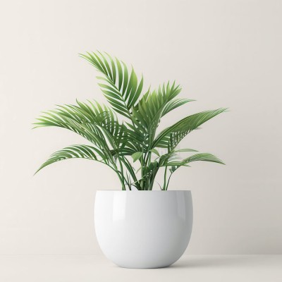 Пальма величественная - купить 