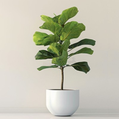 Монстера крупнолистная XXL - купить 