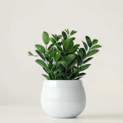 ZZ-растение - купить 